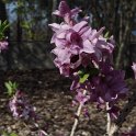 Daphne mezereum fleur P1C (2)